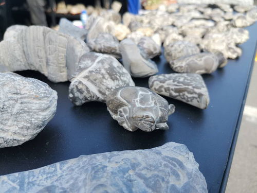 西安絲路杯全國觀賞石精品特色展開幕，全國電石藝術(shù)煥發(fā)新光彩